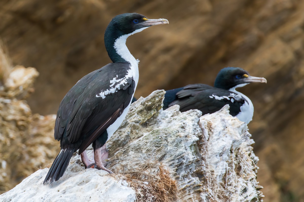 New Zealand King Shag - ML645906356