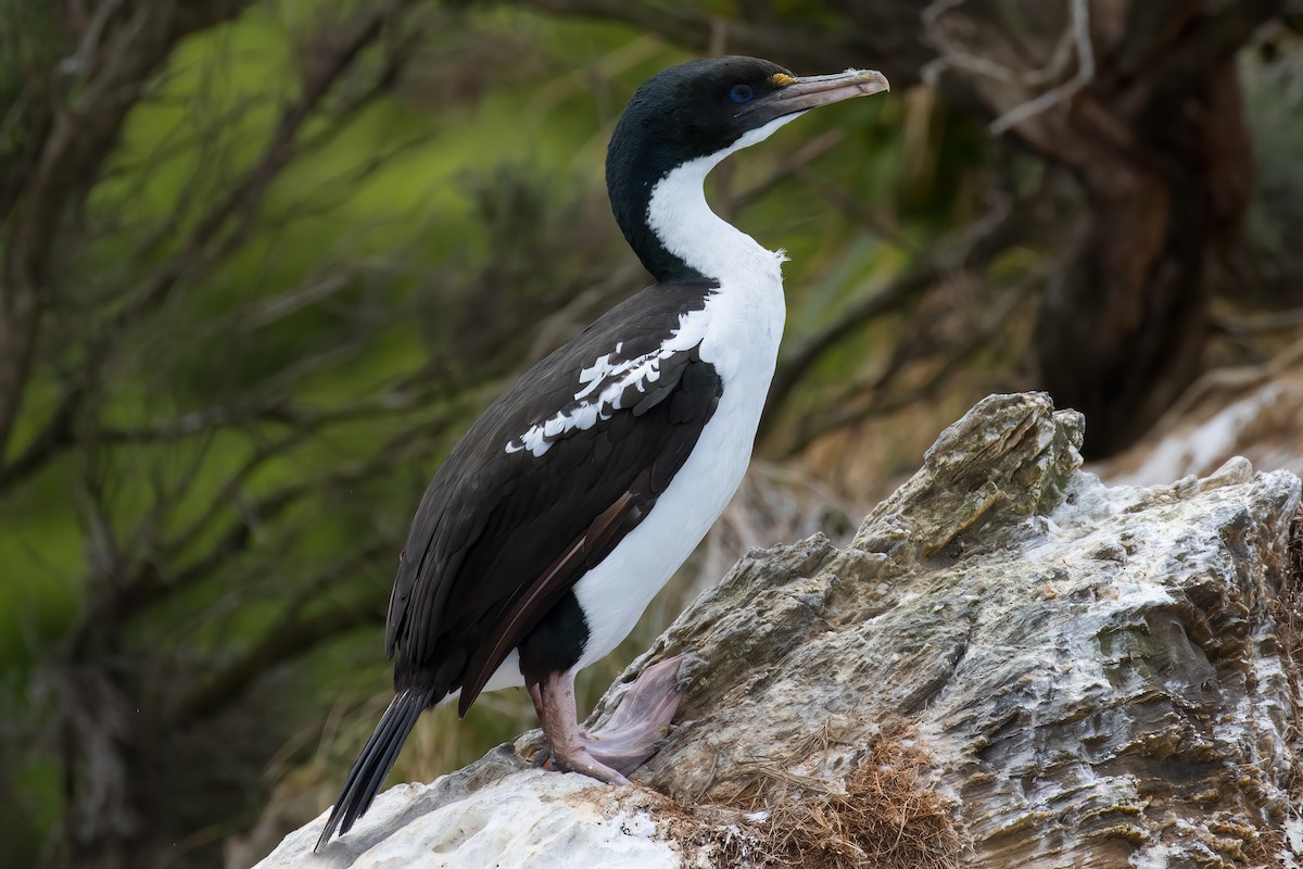 New Zealand King Shag - ML645906357