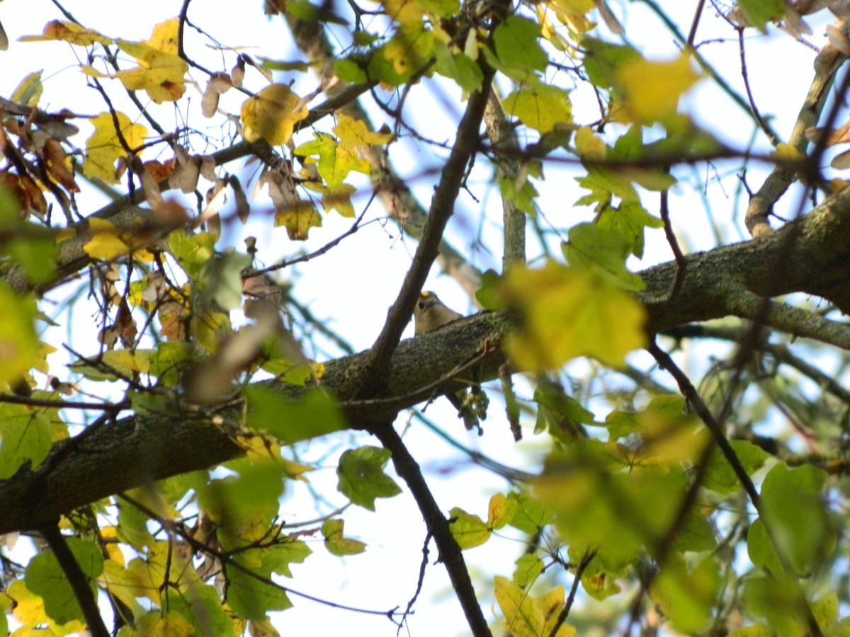 Goldcrest - ML645906358