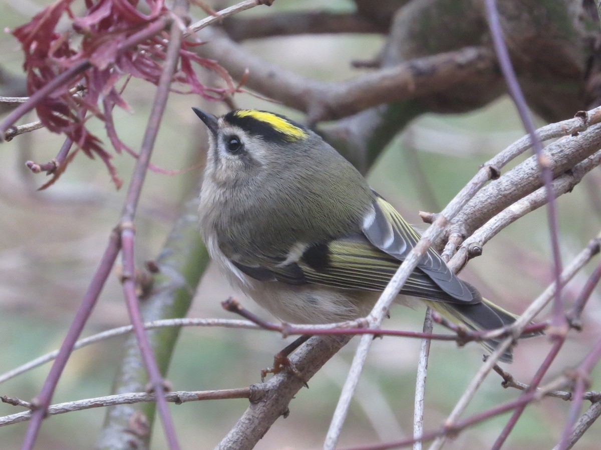 Golden-crowned Kinglet - ML645906359