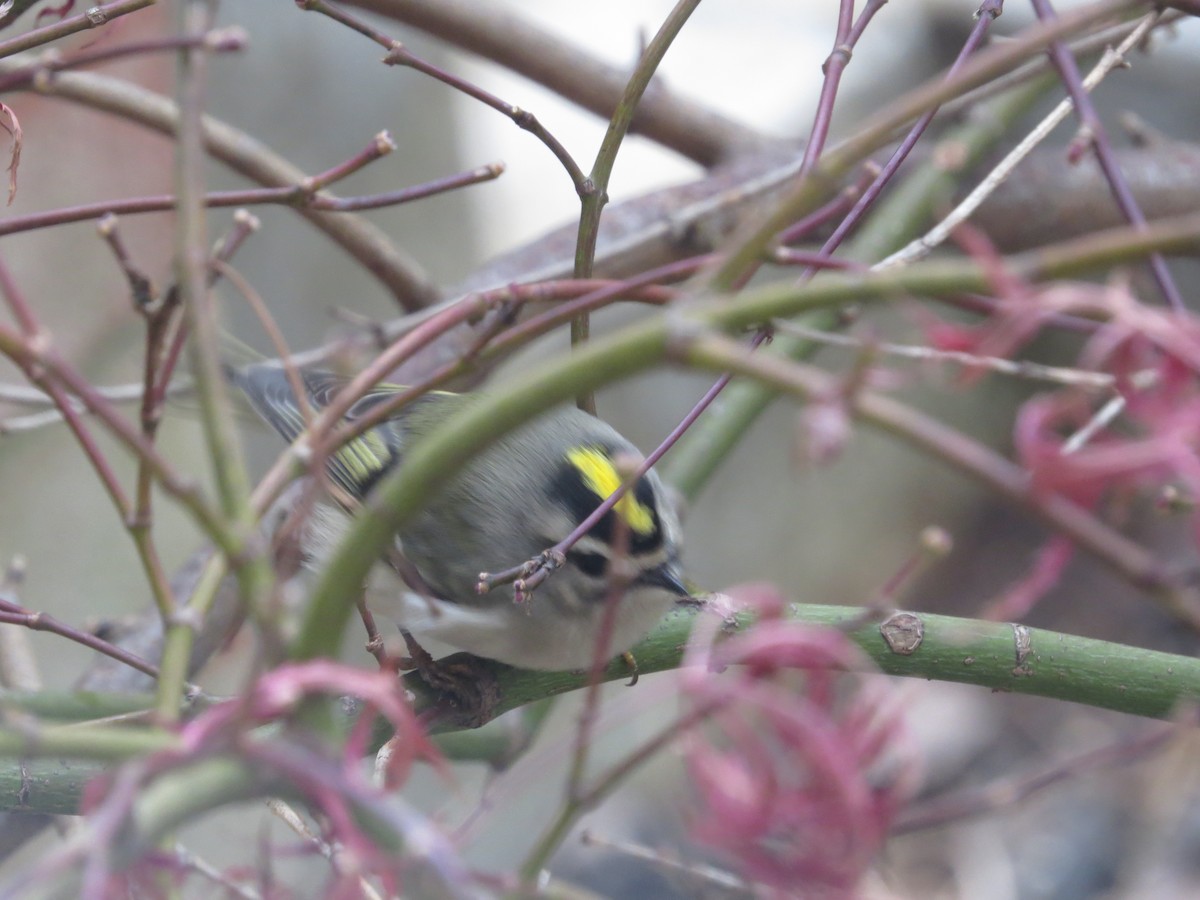 Golden-crowned Kinglet - ML645906360