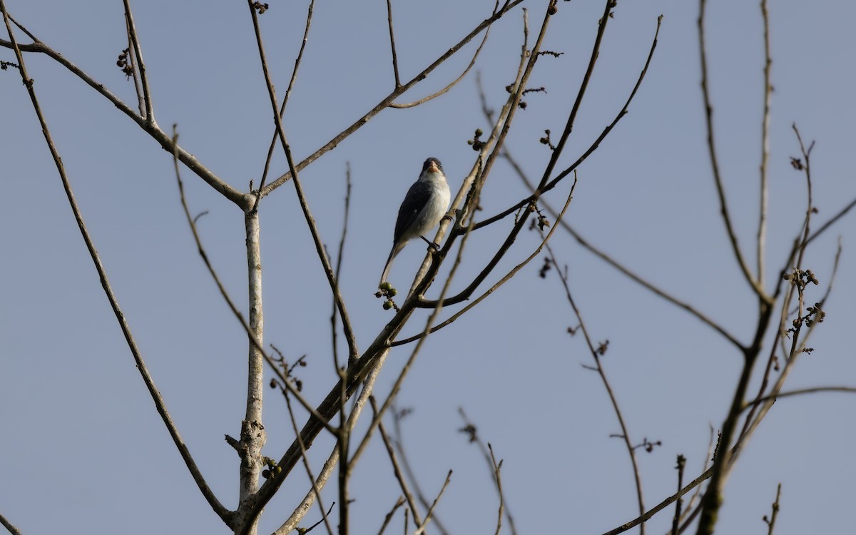 White-bellied Seedeater - ML645906362