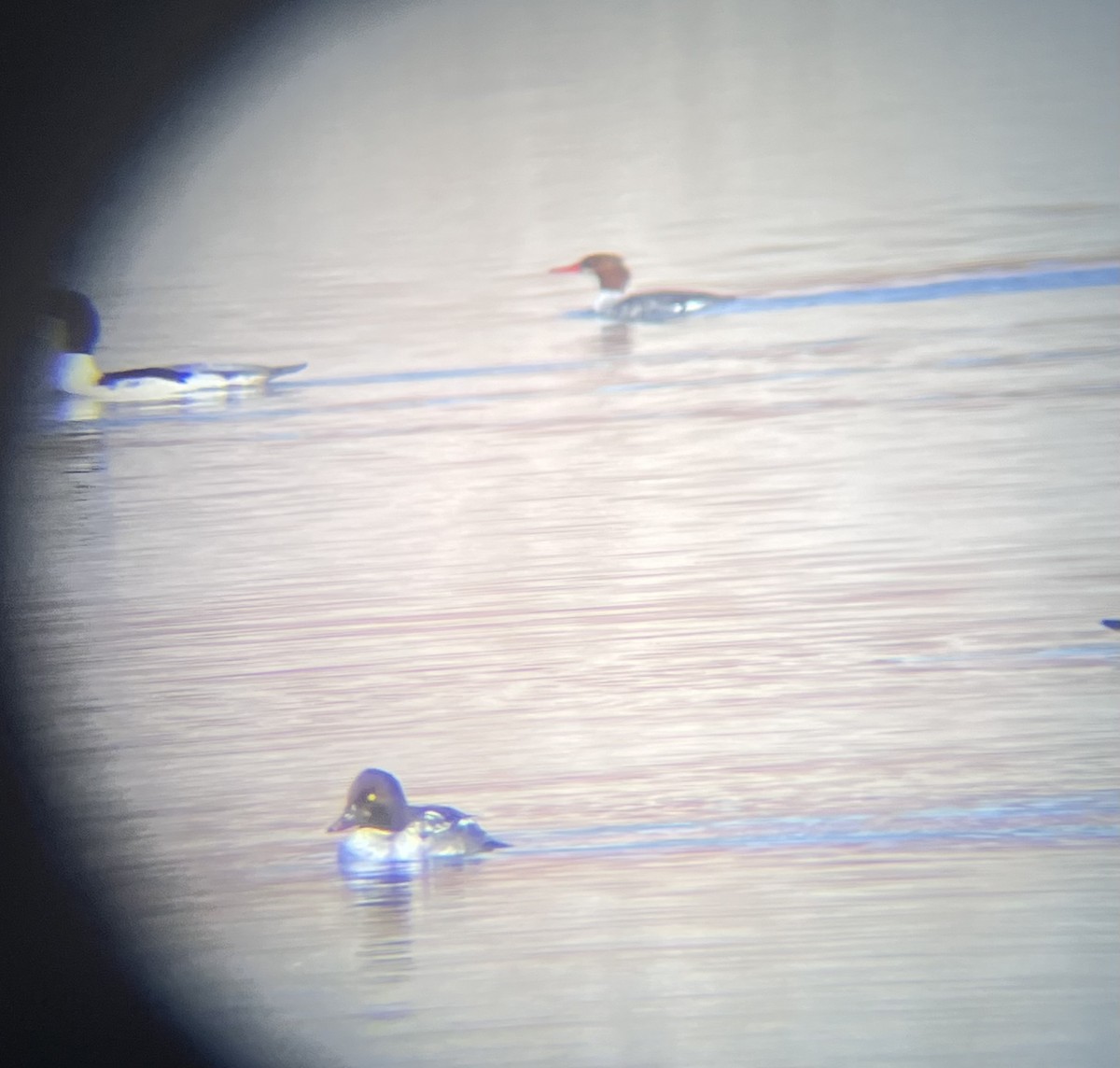 Common Merganser - ML645906363