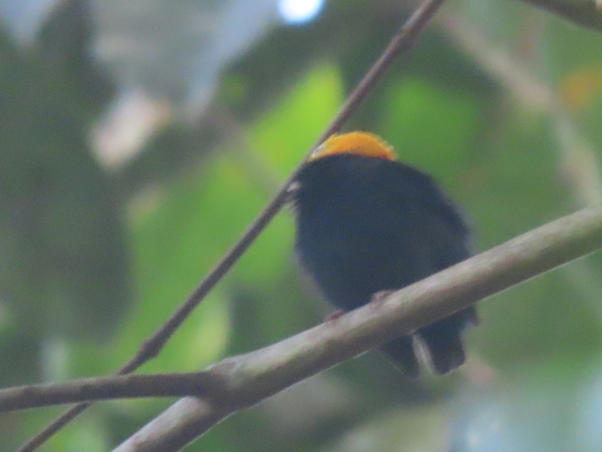 Golden-headed Manakin - ML645906364