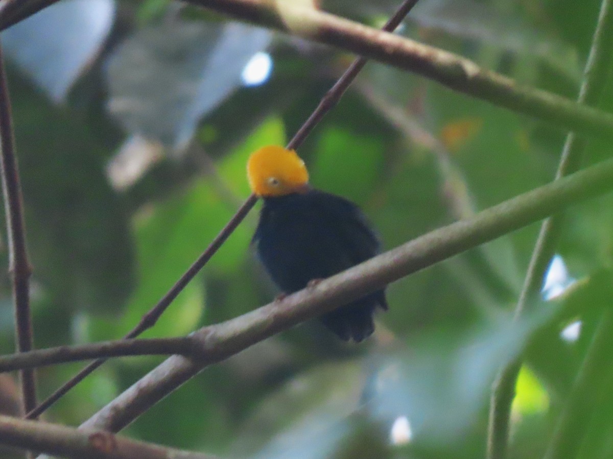 Golden-headed Manakin - ML645906365