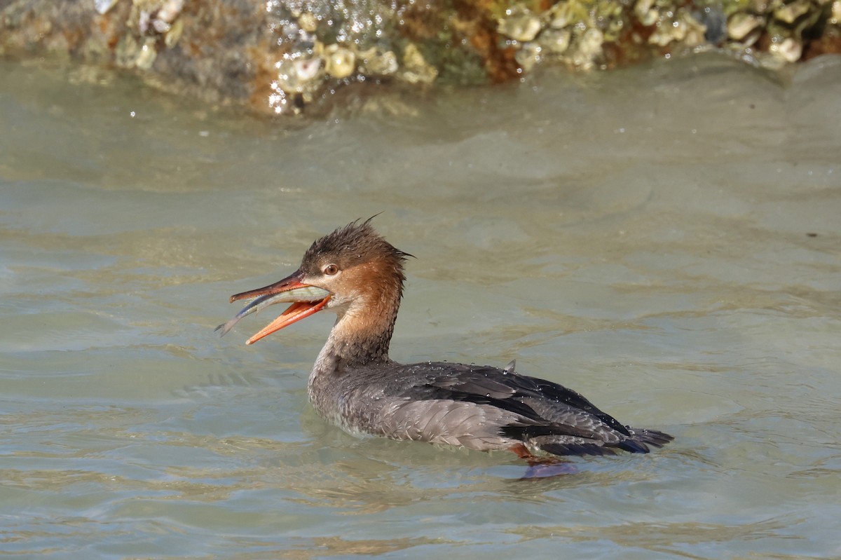 Red-breasted Merganser - ML645906366
