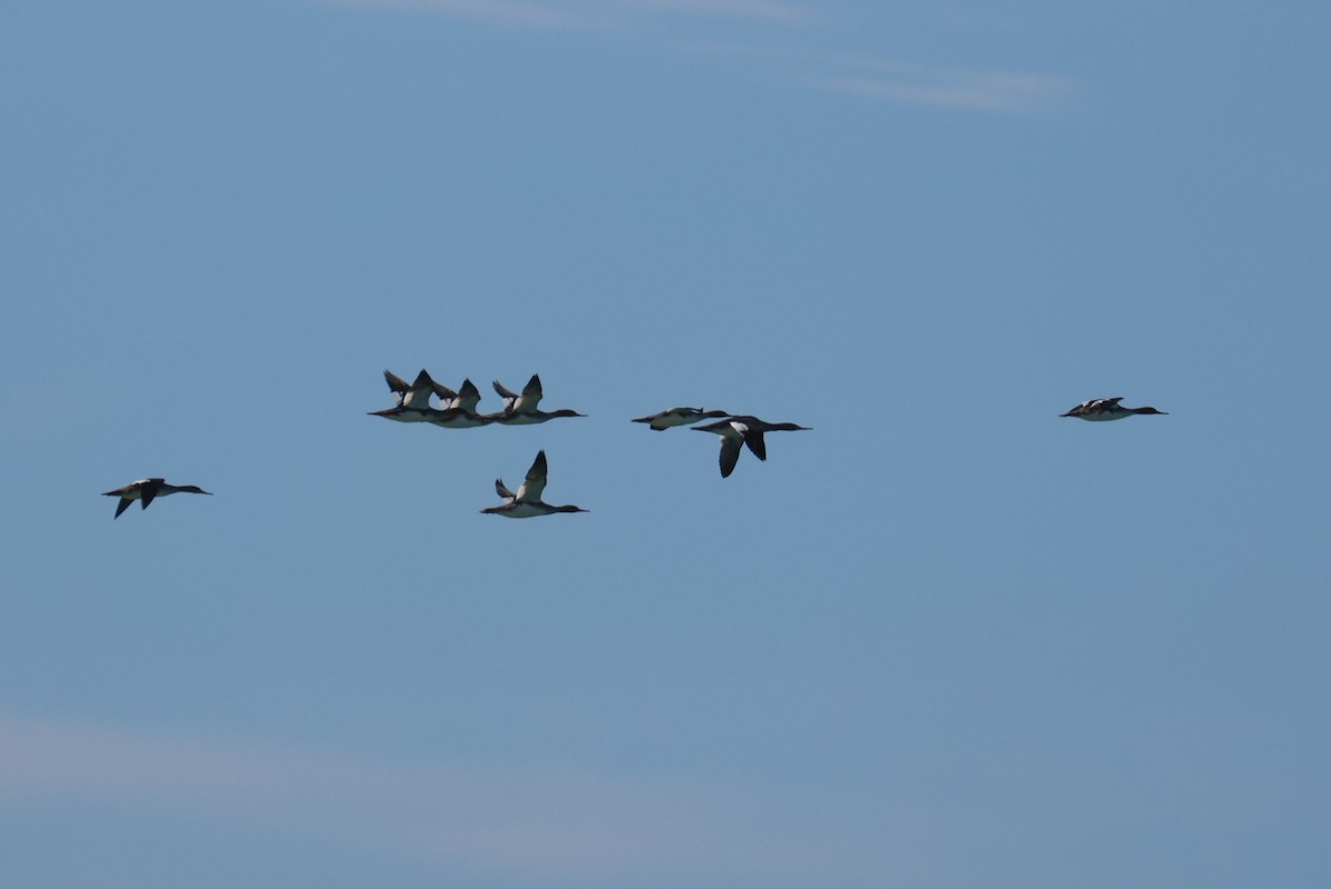 Red-breasted Merganser - ML645906367