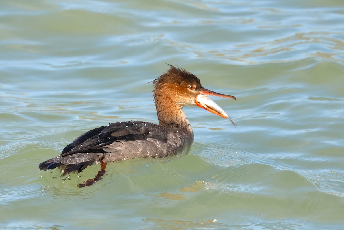 Red-breasted Merganser - ML645906368