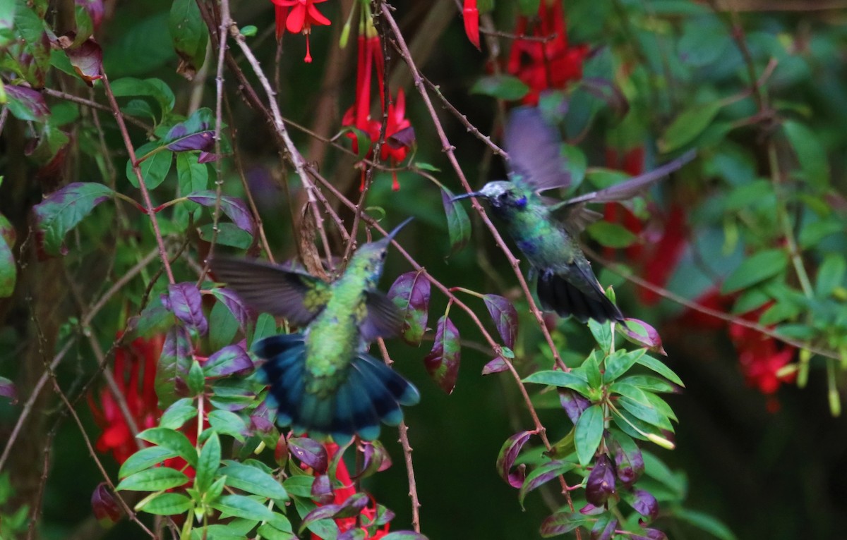 Sparkling Violetear - ML645906369