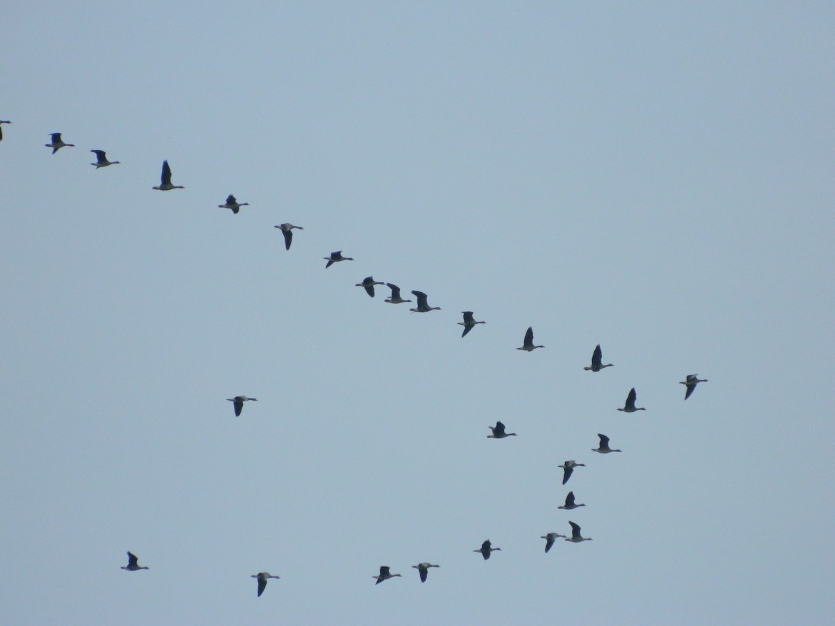 Greater White-fronted Goose - ML645906370
