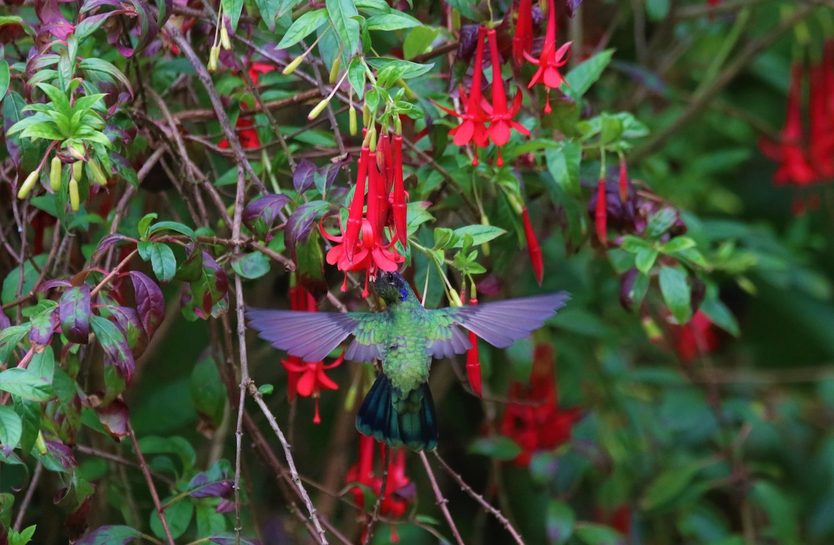 Sparkling Violetear - ML645906371