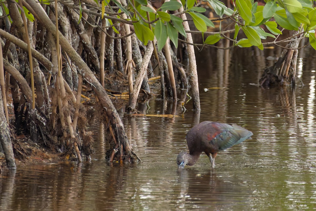 Glossy Ibis - ML645906372