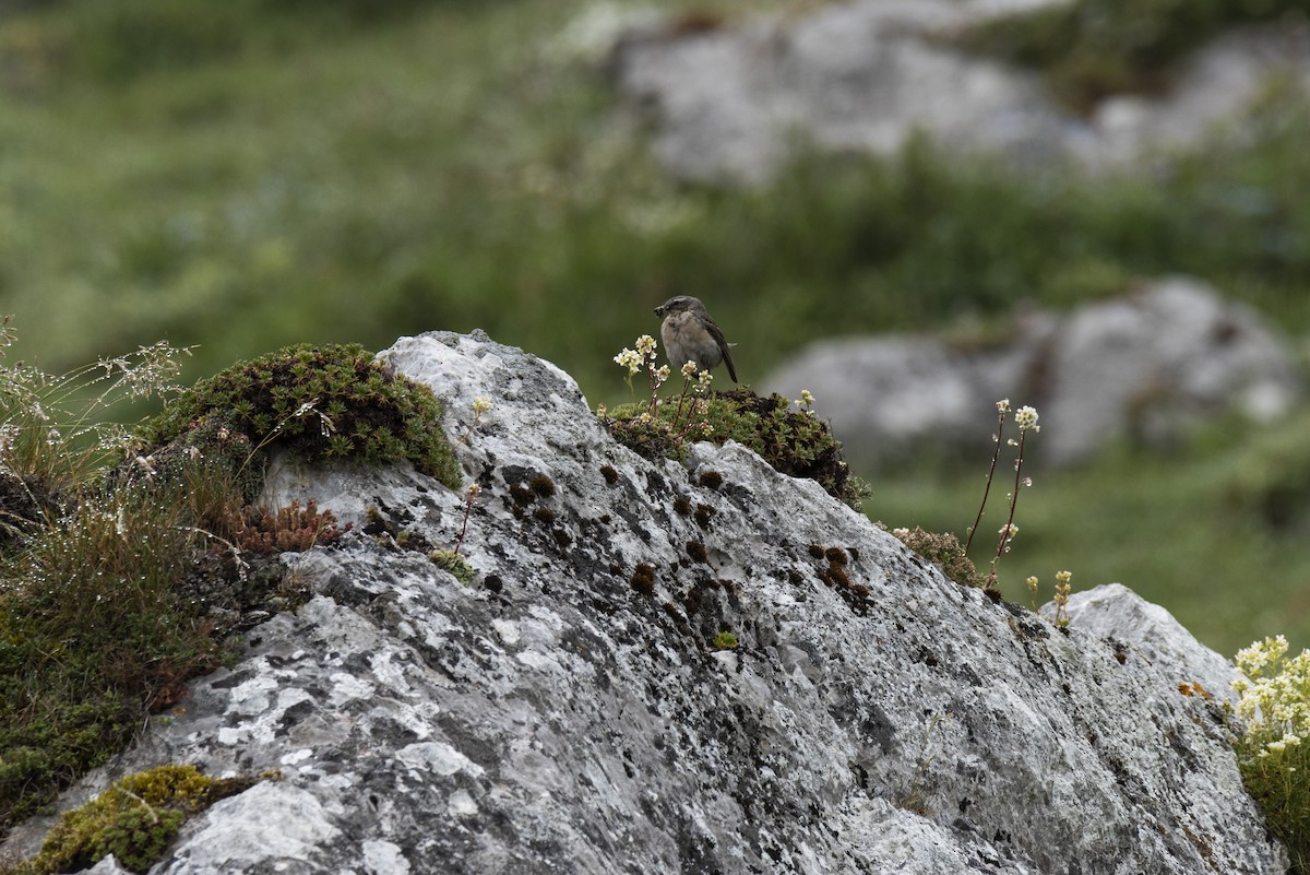 Water Pipit - ML645906373