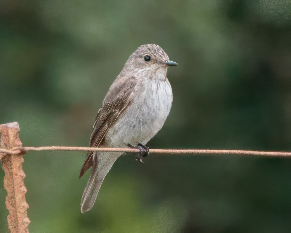 Spotted Flycatcher - ML645906374