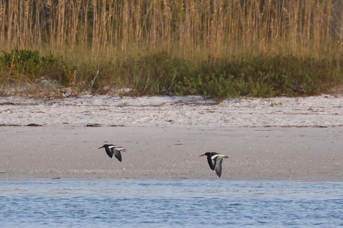 American Oystercatcher - ML645906375