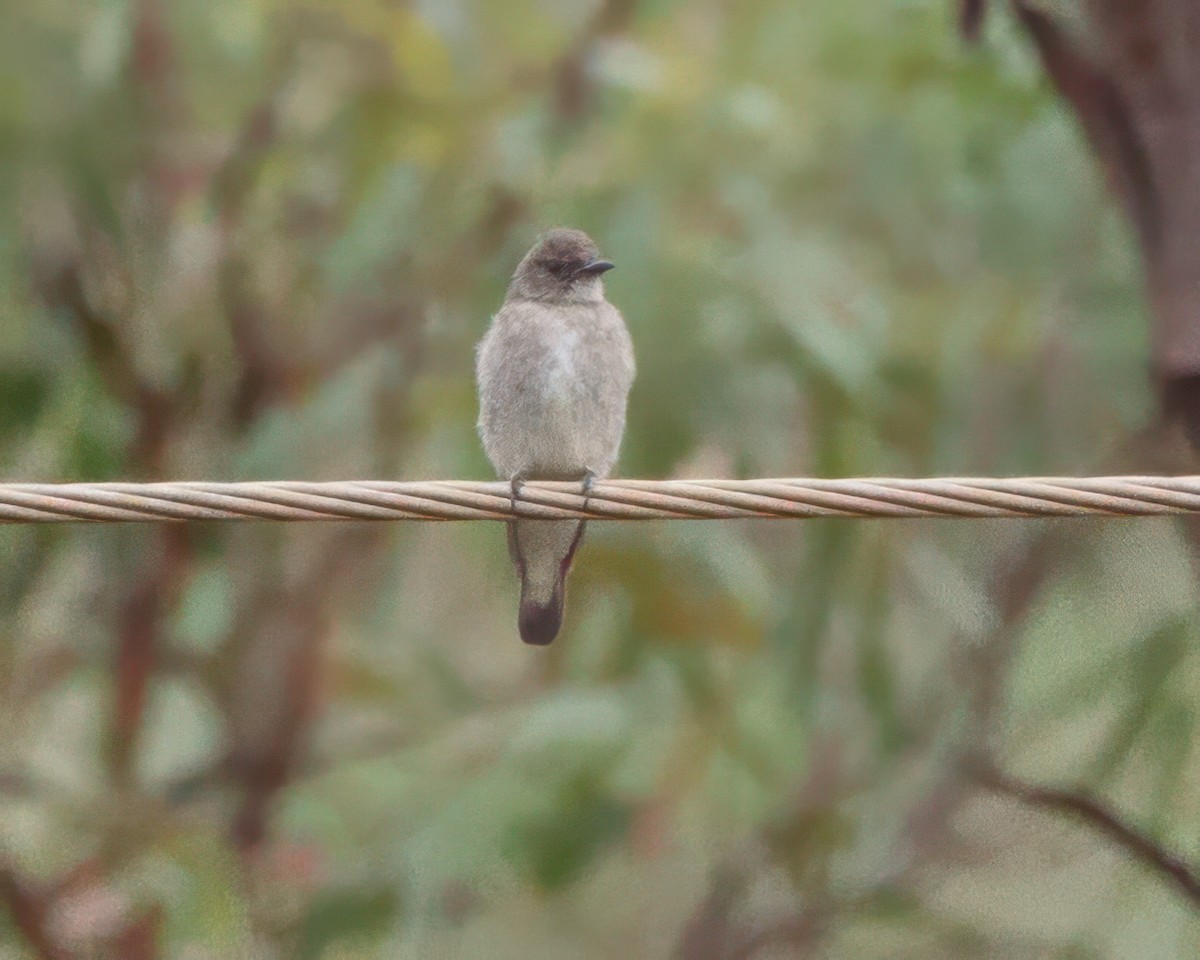 Brown-backed Honeybird - ML645906376