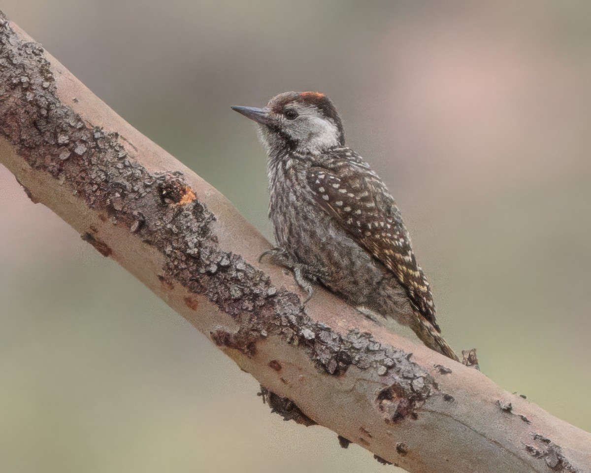 Cardinal Woodpecker - ML645906377