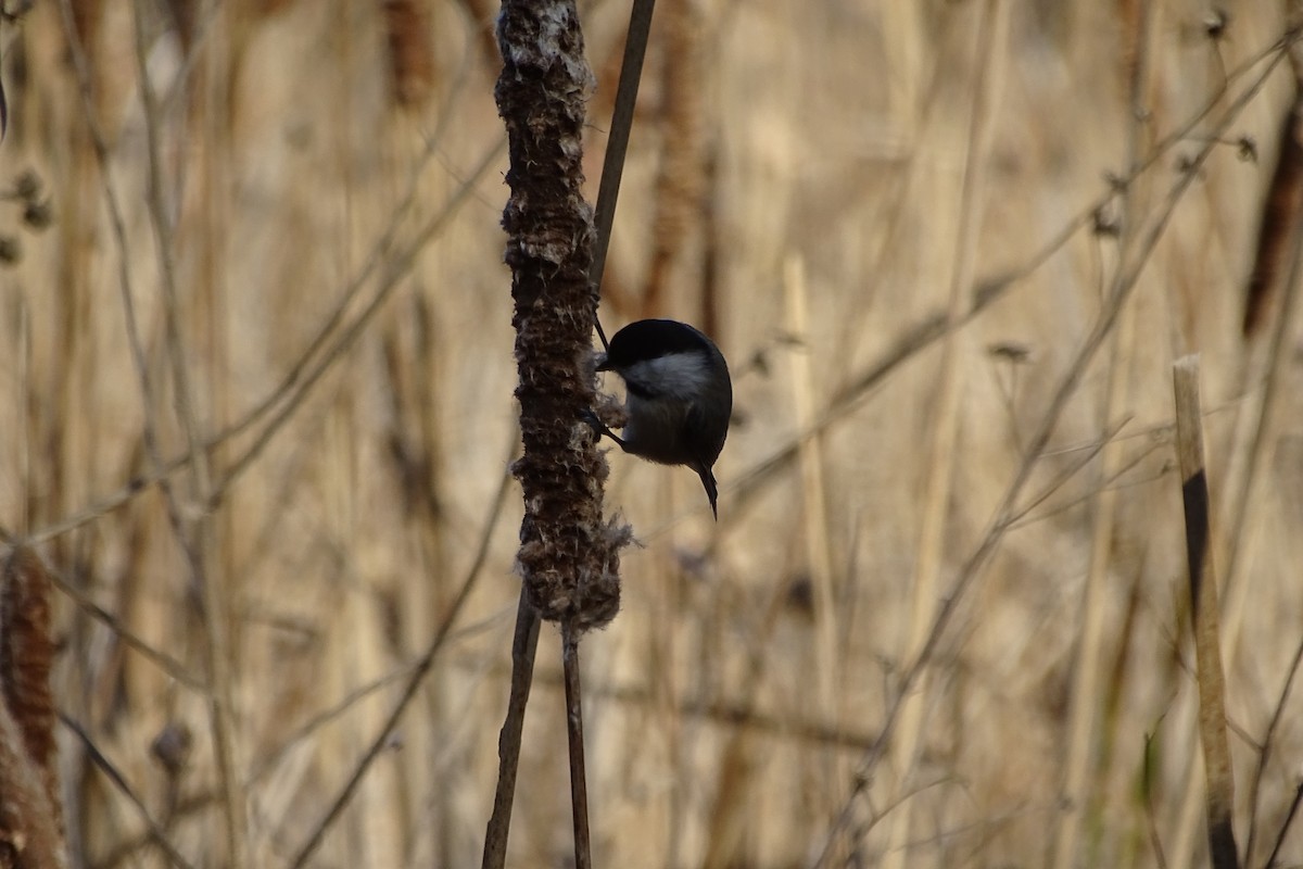 Carolina Chickadee - ML645906379
