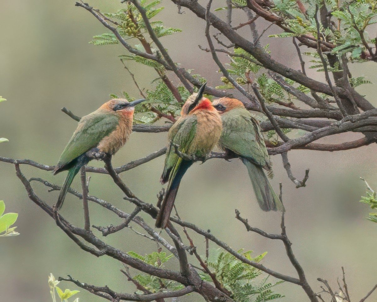 White-fronted Bee-eater - ML645906383