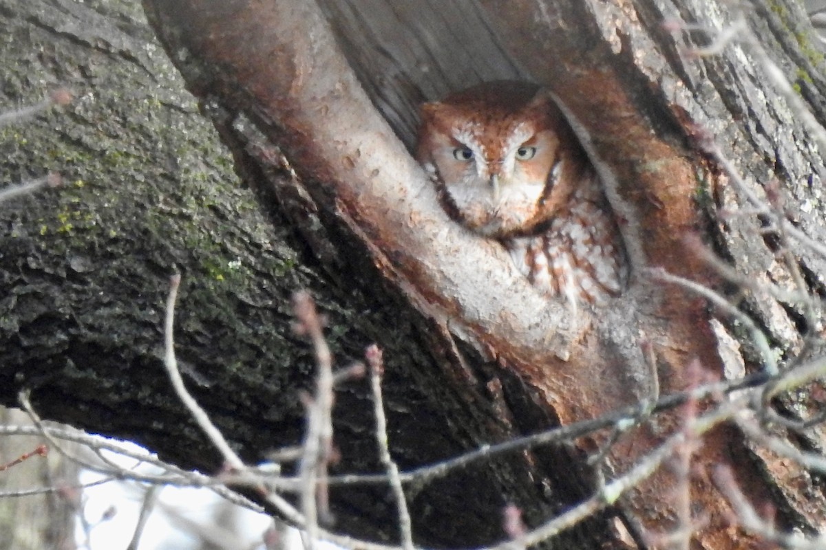 Eastern Screech-Owl - ML645906384