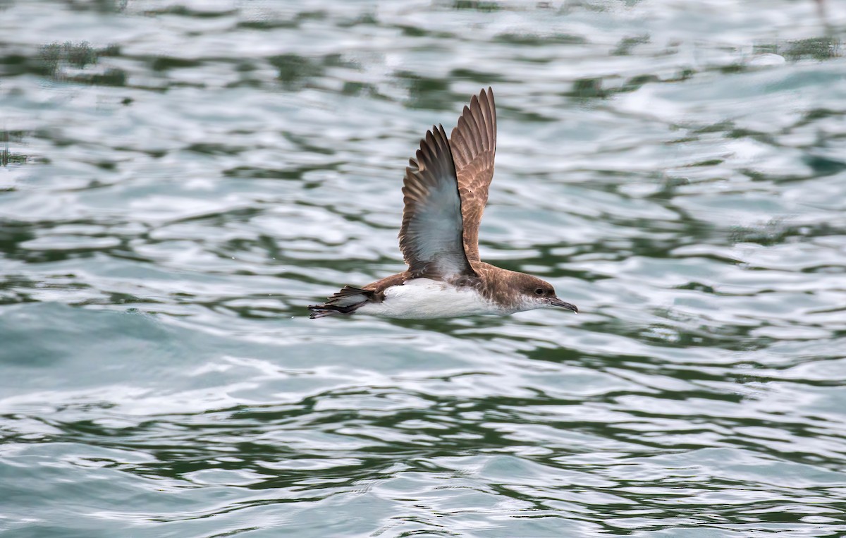 Gabai hegal-arina - ML645906385