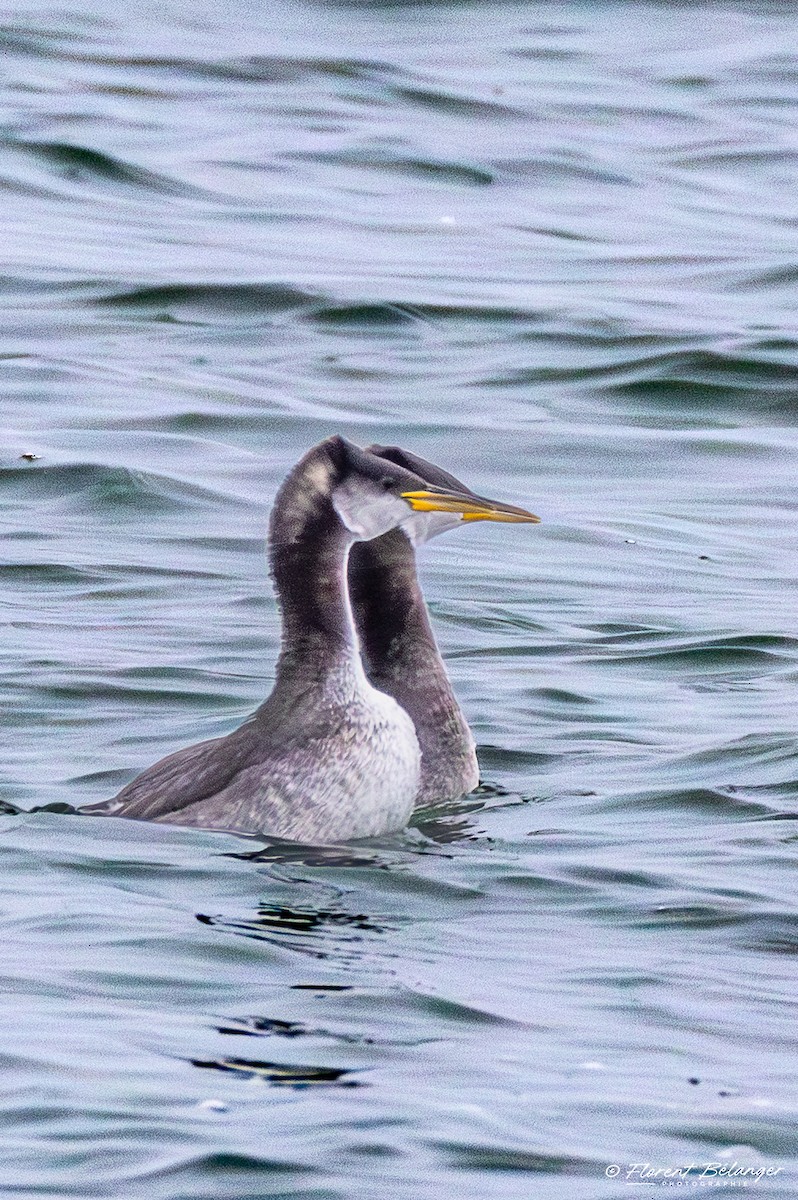 Somormujo Cuellirrojo - ML645906387