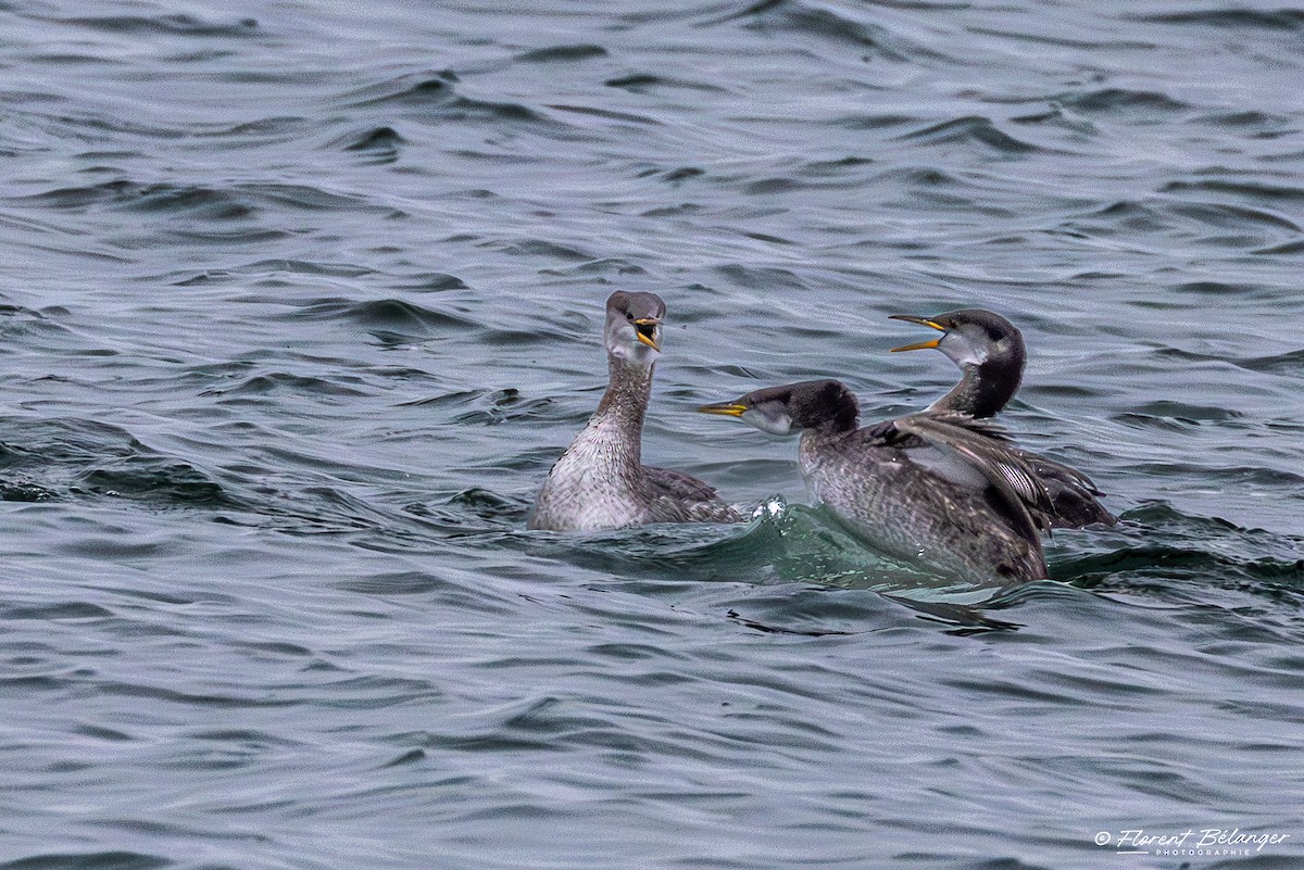 Somormujo Cuellirrojo - ML645906388