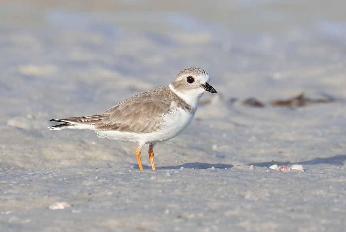 Piping Plover - ML645906389
