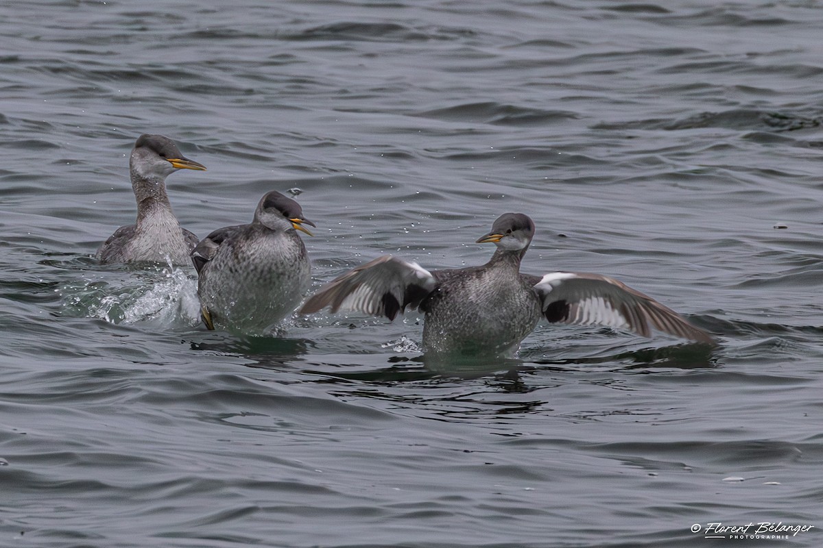 Somormujo Cuellirrojo - ML645906390