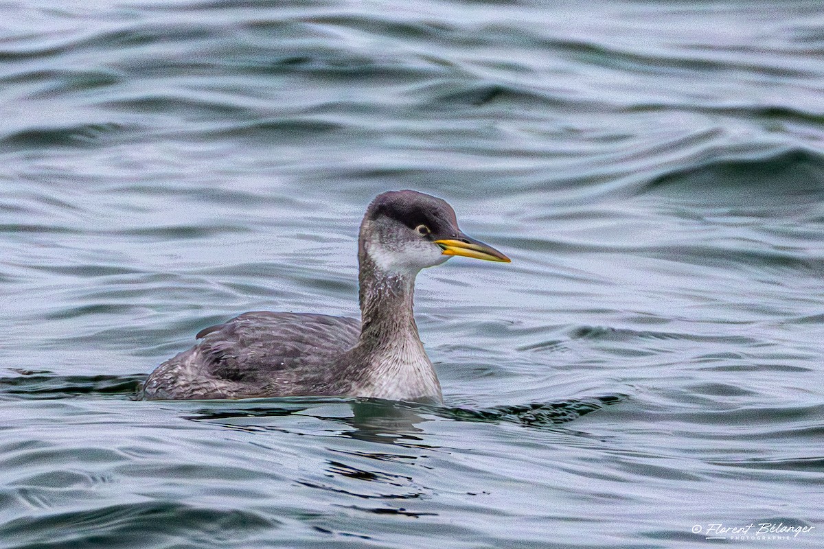 Somormujo Cuellirrojo - ML645906391