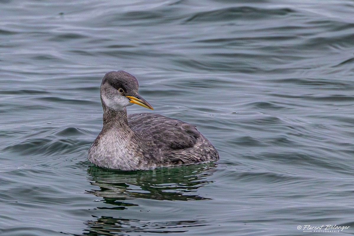 Somormujo Cuellirrojo - ML645906393