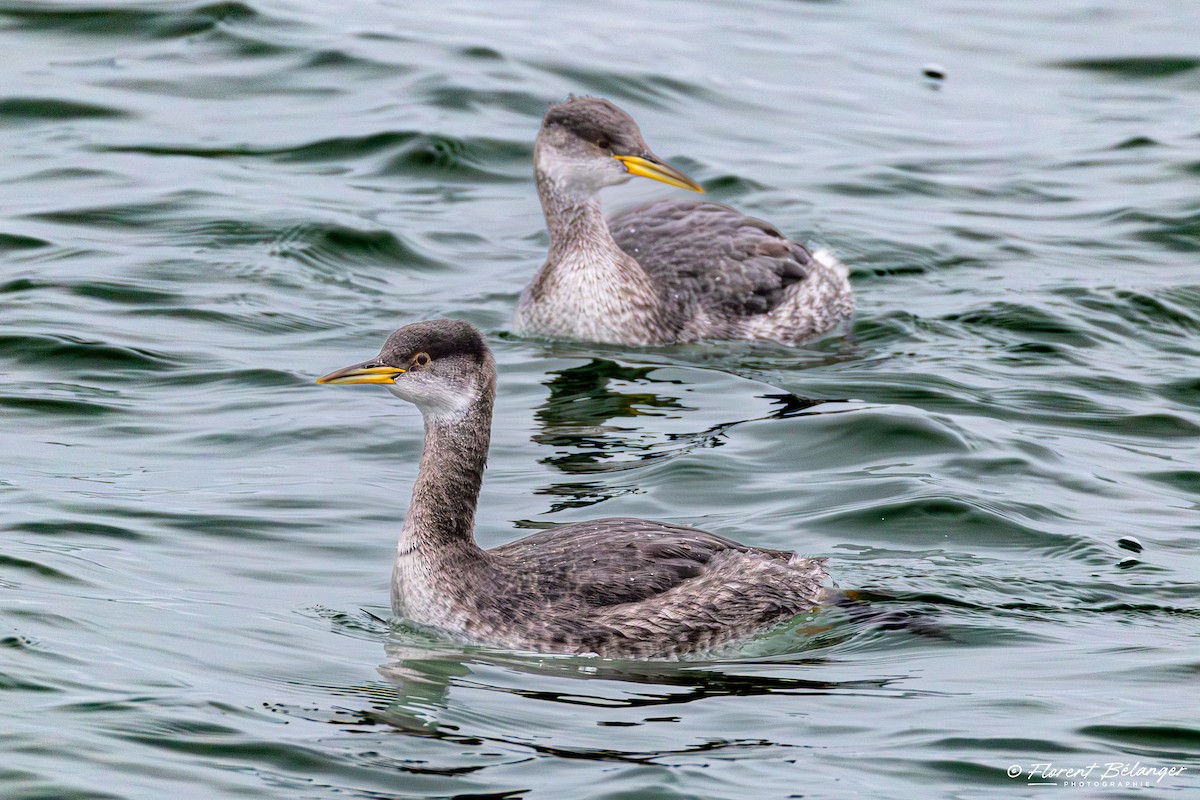 Somormujo Cuellirrojo - ML645906395