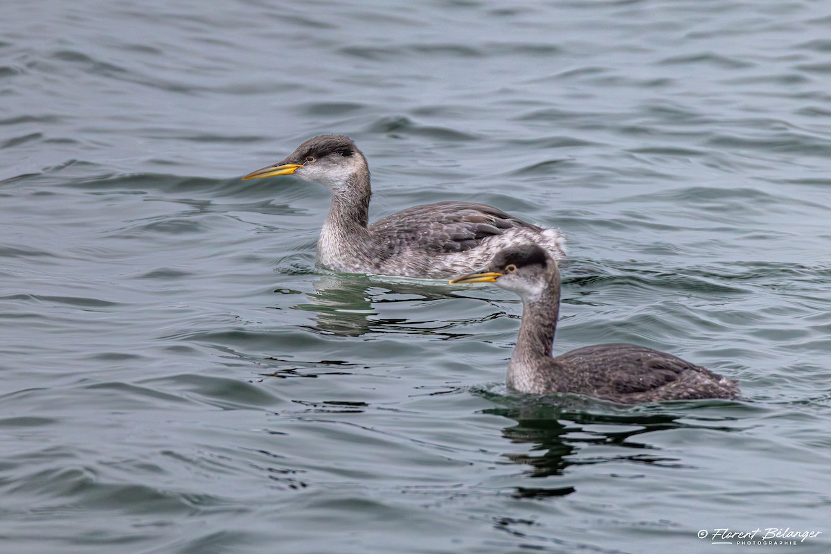 Somormujo Cuellirrojo - ML645906396