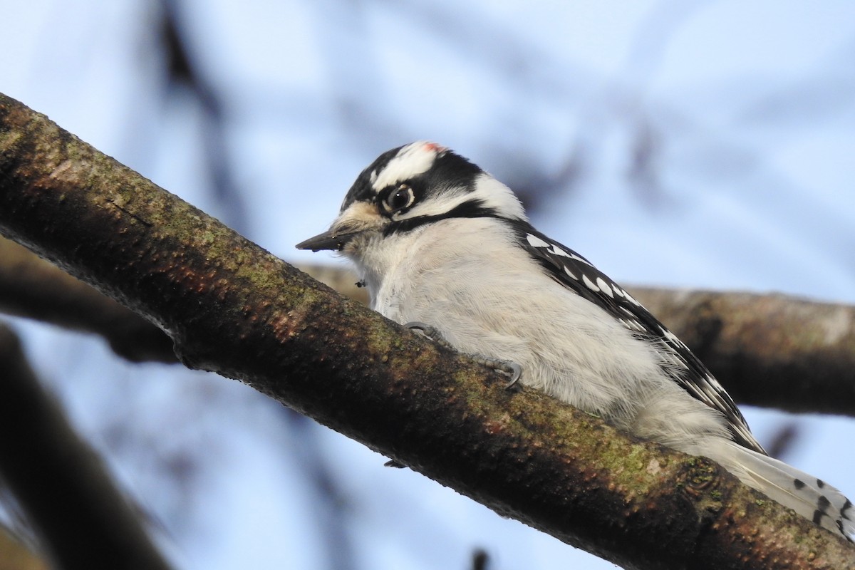 Downy Woodpecker - ML645906400