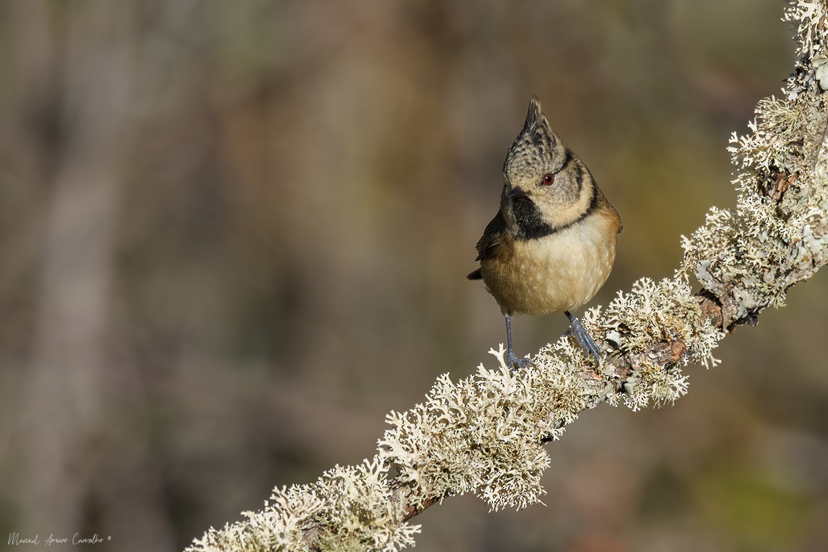 Crested Tit - ML645906401
