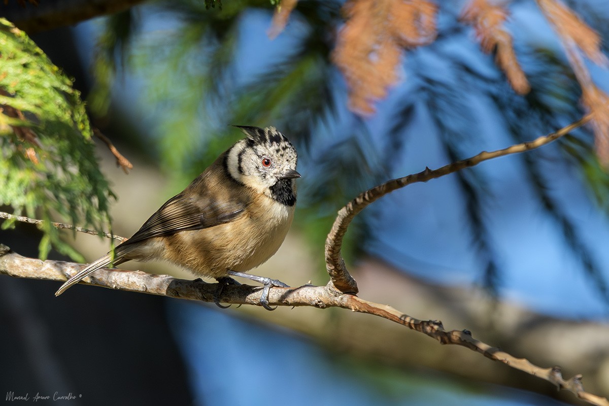 Crested Tit - ML645906402