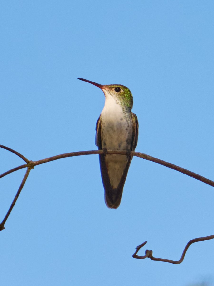 White-bellied Emerald - ML645906404