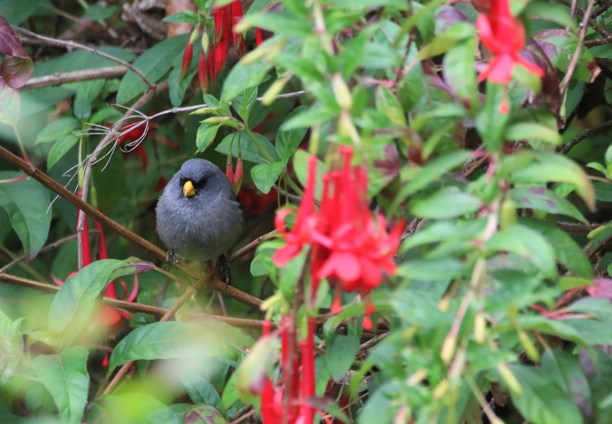 Band-tailed Seedeater - ML645906411