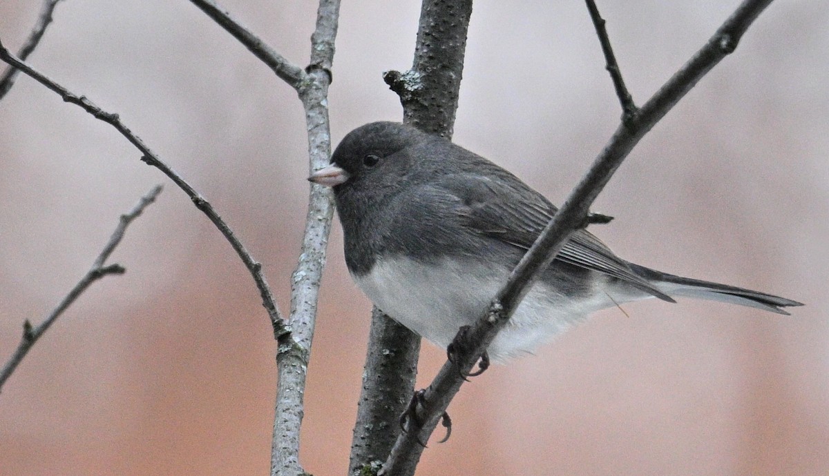 Dark-eyed Junco - ML645906413