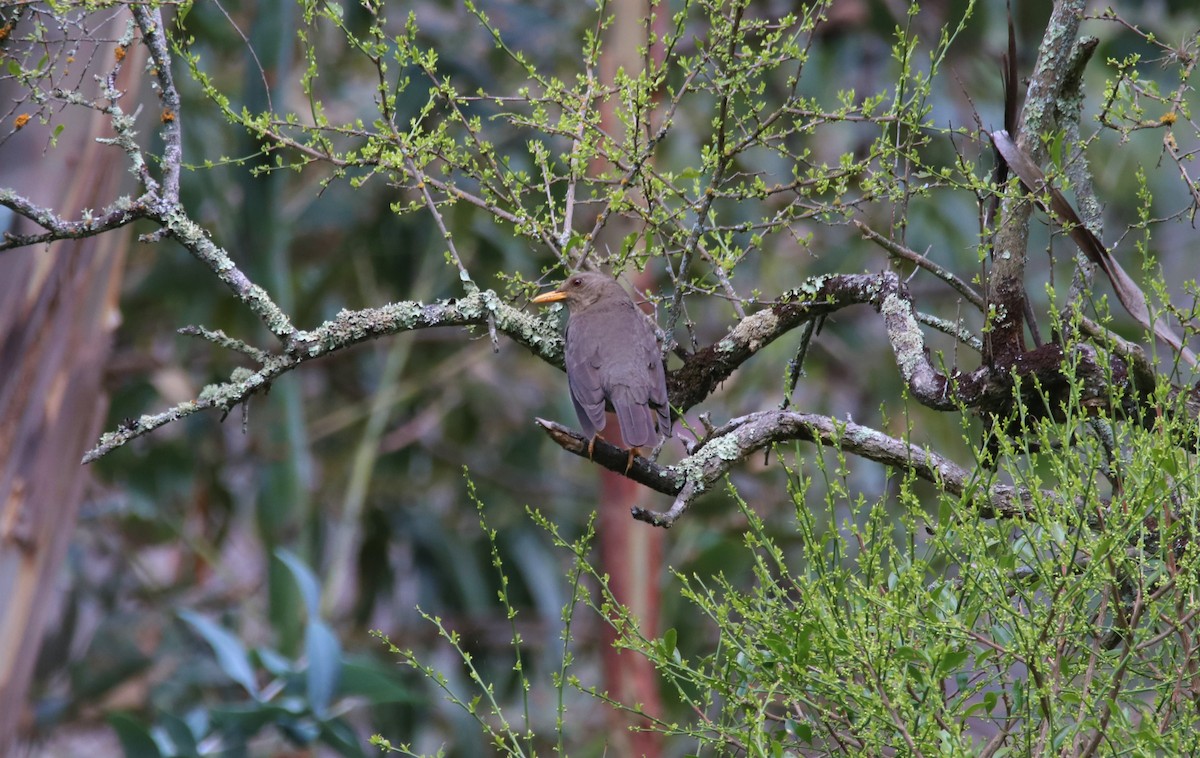 Chiguanco Thrush - ML645906429