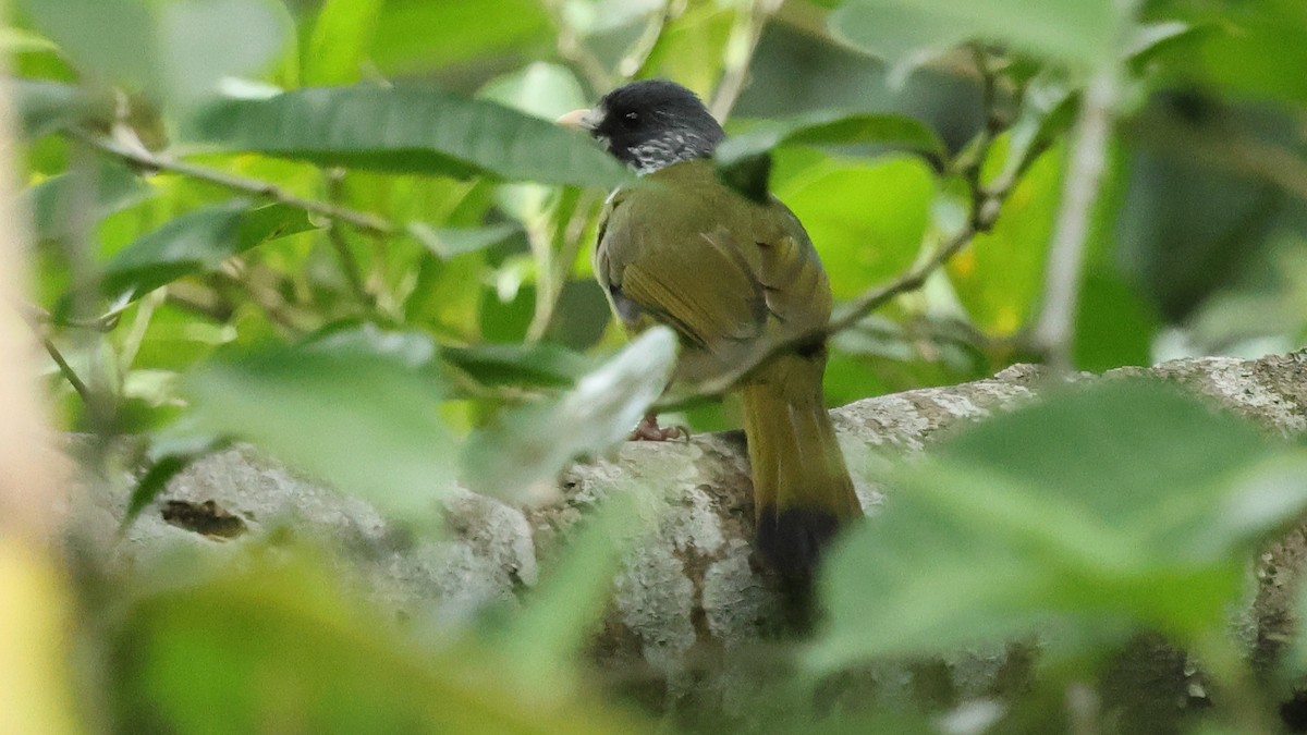 Collared Finchbill - ML645906435