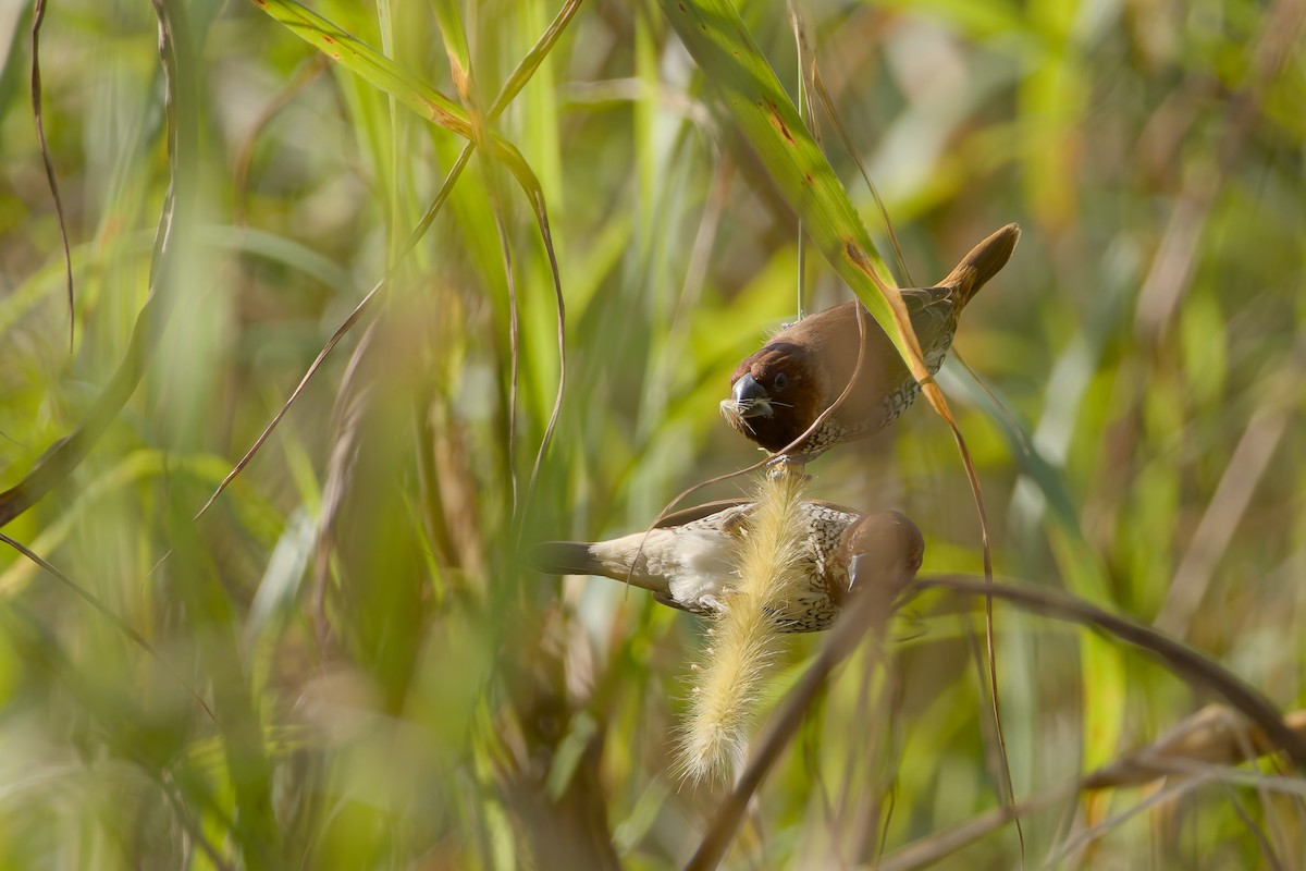 Scaly-breasted Munia - ML645906437