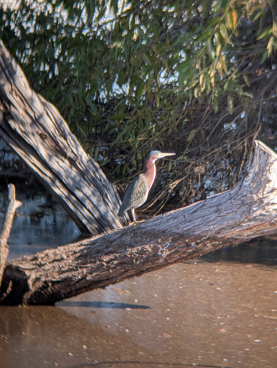 Green Heron - ML645906450