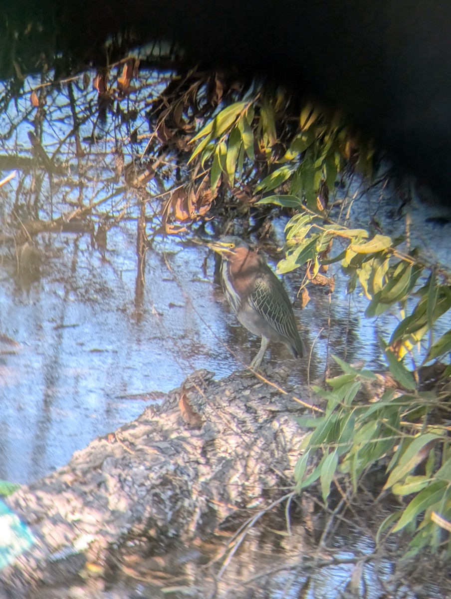 Green Heron - ML645906451