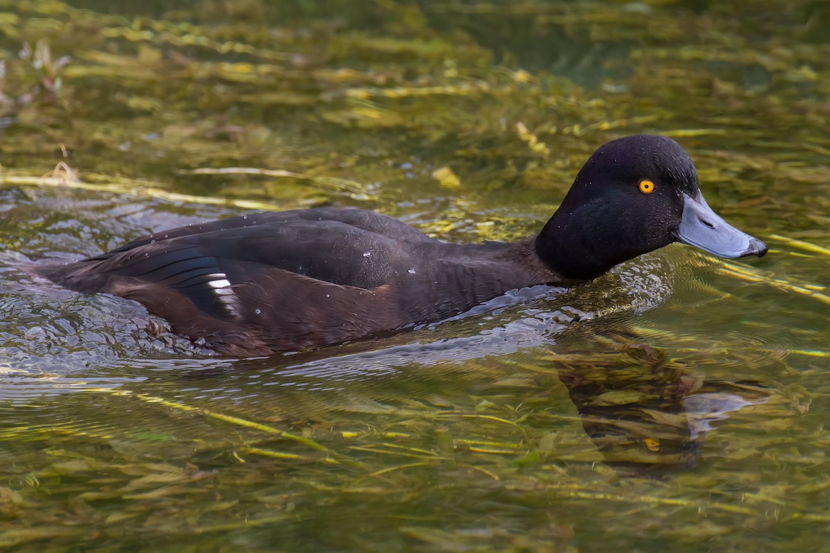 Yeni Zelanda Patkası - ML645906458