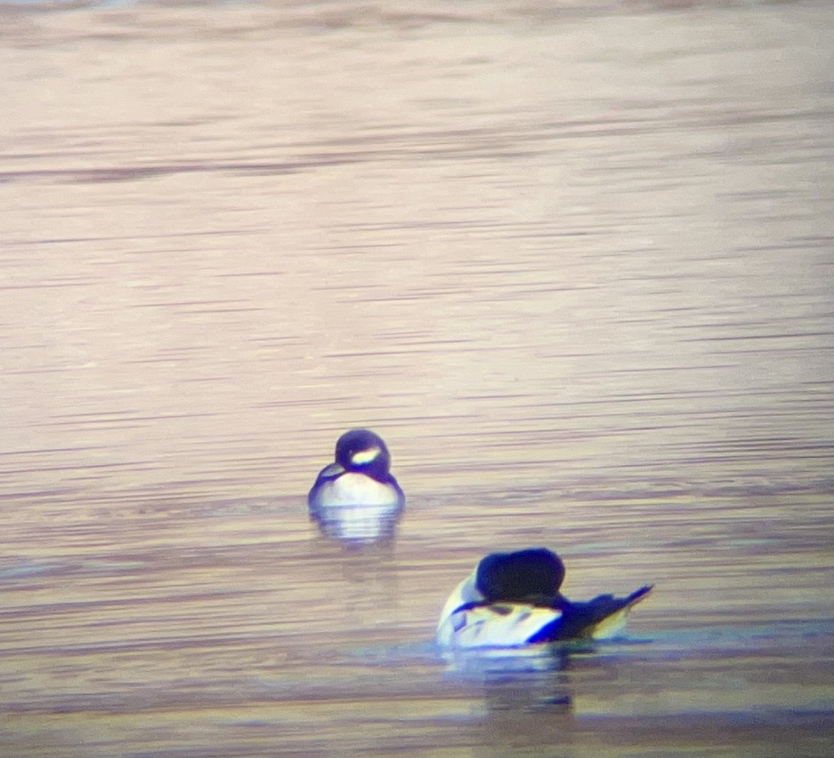 bøffeland - ML645906468