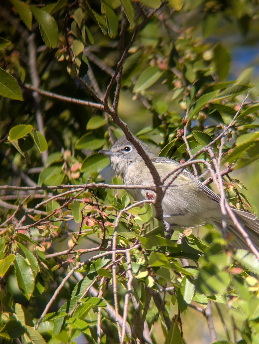 Plumbeous Vireo - ML645906472