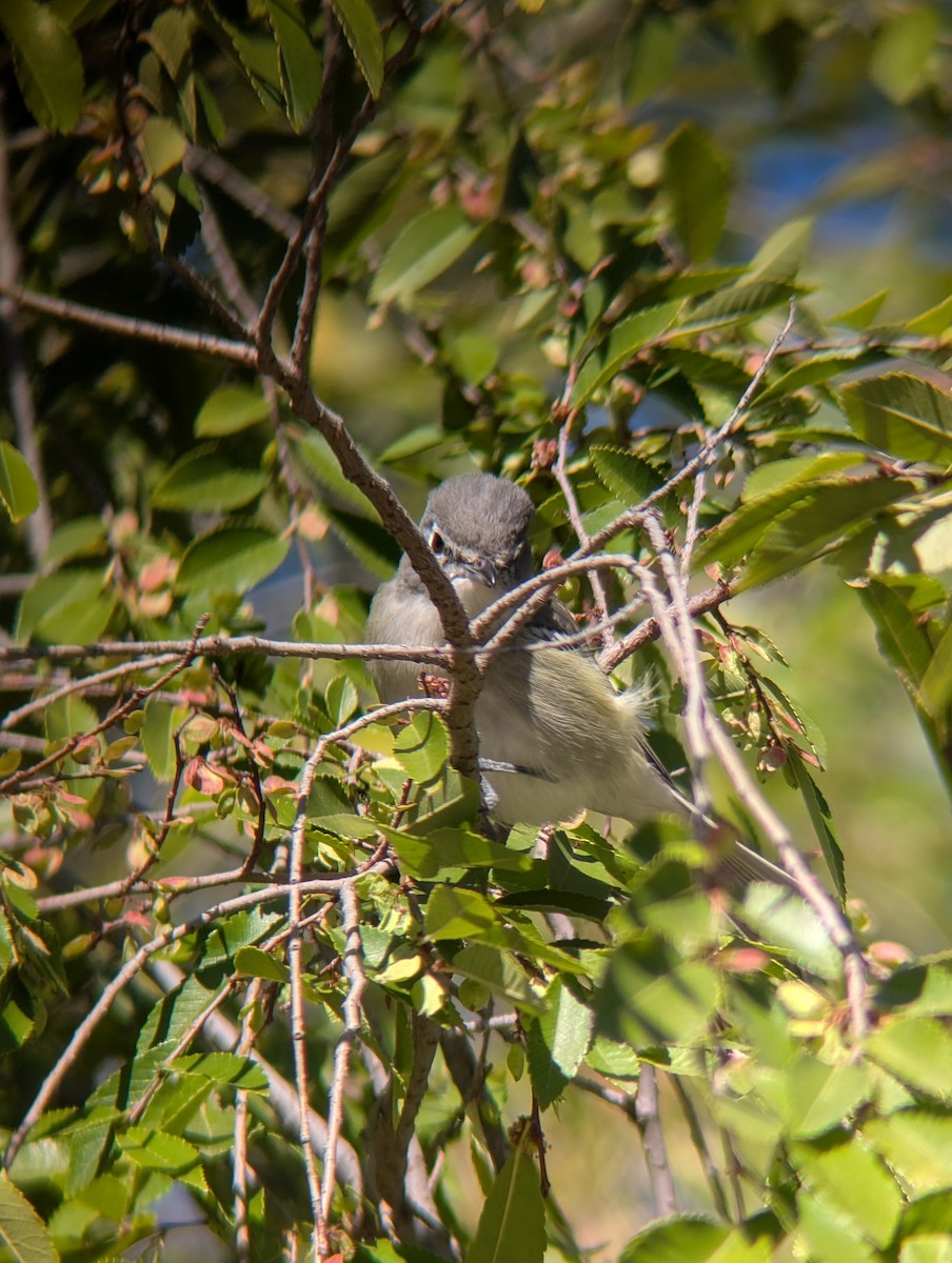 Plumbeous Vireo - ML645906474