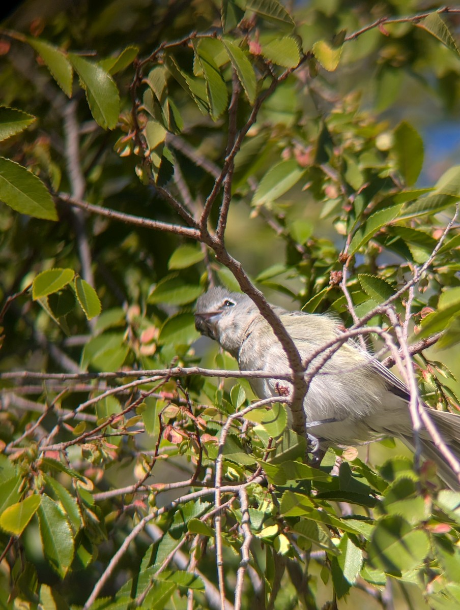 Plumbeous Vireo - ML645906476