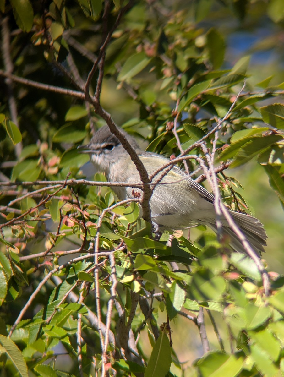 Plumbeous Vireo - ML645906477